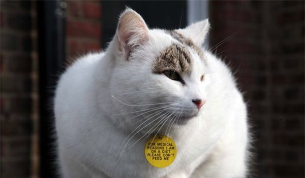 主人给自家肥猫挂了块牌：我要减肥别喂我啦