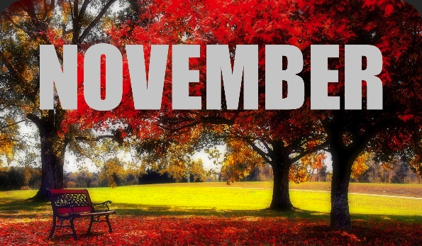 11月新闻热词汇总