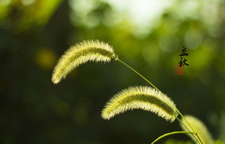 24节气：立秋≠秋天，我依旧是条热狗。。。