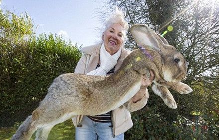 世界最大的兔子 体长超1.2米重22公斤