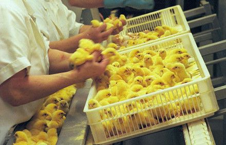 4万镑高薪难招小鸡性别鉴定师