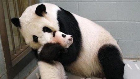 美国动物园：3年后发现搞错熊猫性别