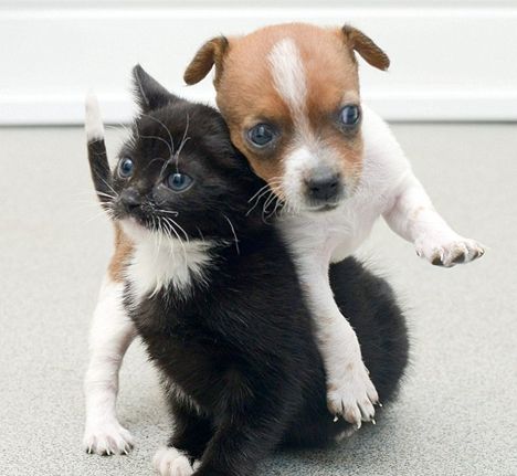 孤儿狗与流浪猫成为姐妹（图）