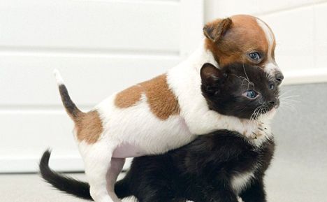 孤儿狗与流浪猫成为姐妹（图）