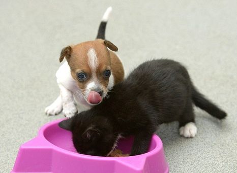 孤儿狗与流浪猫成为姐妹（图）