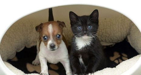 孤儿狗与流浪猫成为姐妹（图）