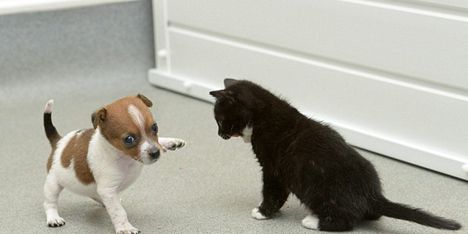 孤儿狗与流浪猫成为姐妹（图）