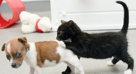 孤儿狗与流浪猫成为姐妹（图）
