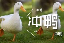 鸭鸭虽然暂时不能去灭蝗了，但这些生物的确是生物防治的功臣
