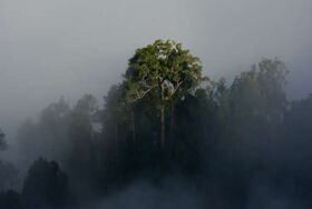 1/5亚马孙雨林排碳多于吸碳