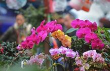 春节家里摆什么，这5种植物旺财又旺运