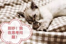 遇到难题解决不了？科学告诉你，不妨先睡一觉再说！