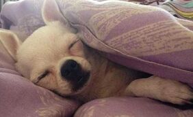 加厚毛毯或有助于降低焦虑,促进睡眠