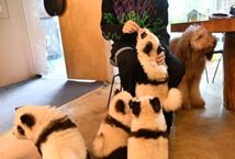 成都咖啡馆将松狮犬染成“熊猫色” 网友：想过狗狗的感受吗