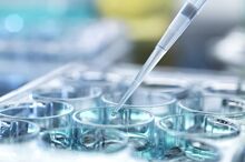 让动物长出人类器官？日本人兽杂交胚胎实验获批