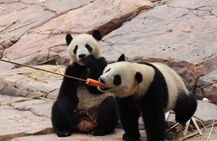 圆滚滚萌萌哒分不清？新面部识别APP帮你识别大熊猫