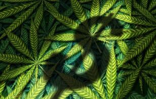 新研究发现:每天吸食大麻或增加精神病风险