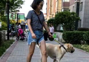 养犬也用积分制 济南规范养犬初见成效