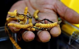青海省试种花生首次获得成功