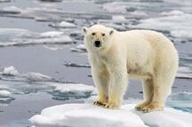 北极圈难逃热浪袭击  北极熊或将灭绝？