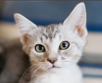 小时候家里养猫，可能有益健康