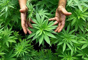 美国北密歇根大学开设大麻专业