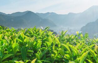 哈佛最新研究：出现感冒征兆，喝红茶就好了