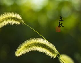 立秋不是秋天 依然热成狗