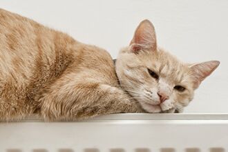 喵星人为何遍布全世界？多亏了爱猫的埃及人