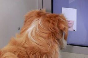 狗可以看懂人类表情辨别高兴与生气