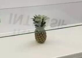 在美术馆遗失1个菠萝，结果被当成艺术品