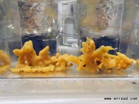 复杂生物的进化可能不需要高浓度氧气