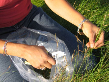 Millennium Seed Bank Project