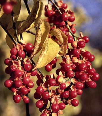 Millennium Seed Bank Project