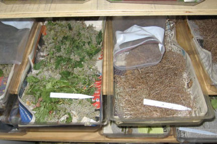 Millennium Seed Bank Project