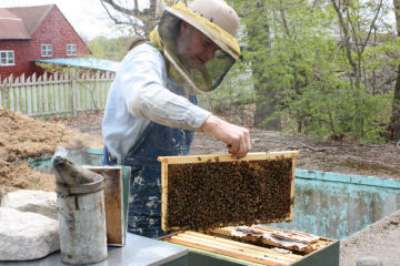 Where Have All the Bees Gone?