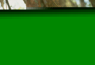 Marmoset（绒猴）