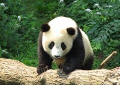 可爱的熊猫 Lovely Panda